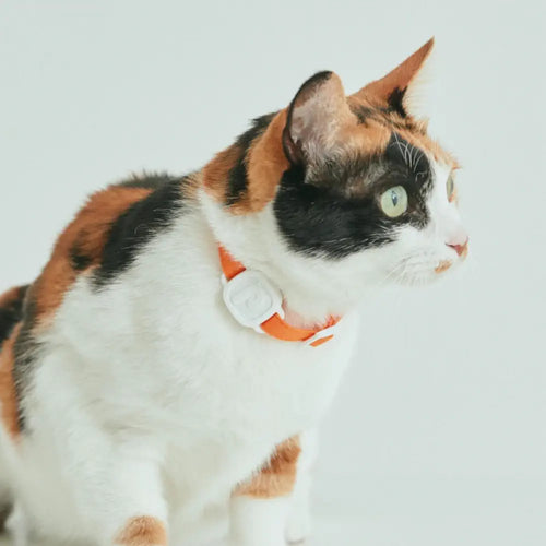 LavvieTAG Smart Cat Health Tracker (Bundle for LavvieBot S)